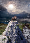 Lion ina Mountain